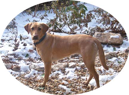 Abby's best sale labrador puppies