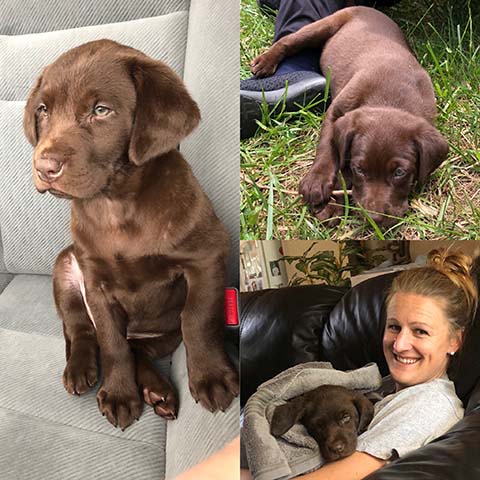 Tucker Brook Labrador Retrievers